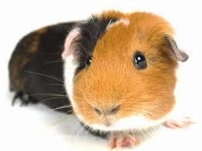 Guinea Pig