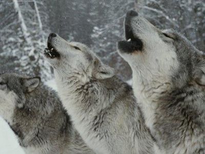 Wolves