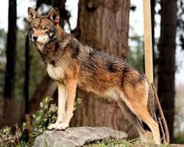 Red wolf