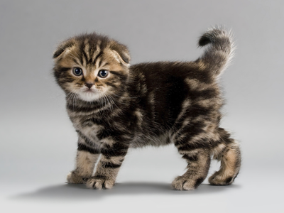 Scottish Fold