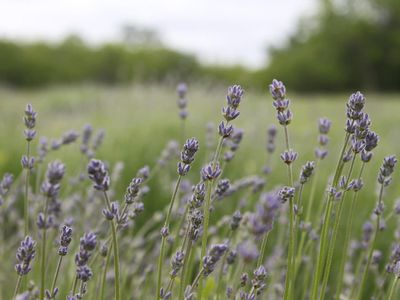 Peaceful Lavender