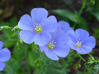 Blue Cosmos