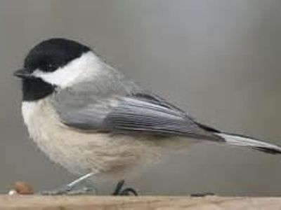 Carolina Chickadee