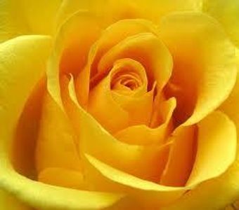 Yellow Rose