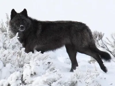 You are a Guardian werewolf. You are a Guardian werewolf.