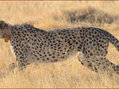 Cheetah