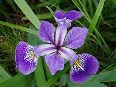 Iris