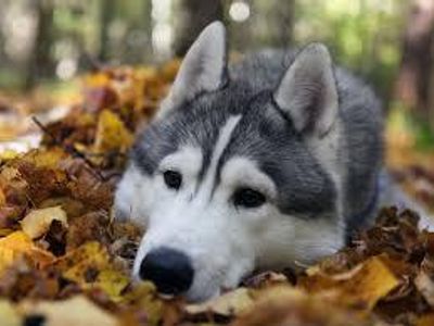 Siberian Husky