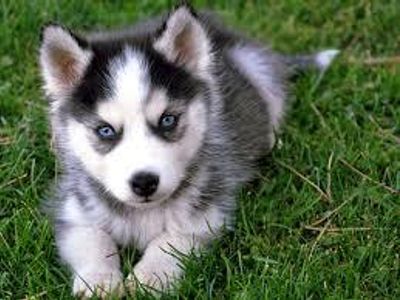 husky