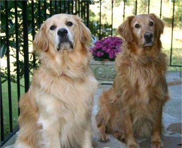 Golden retriever