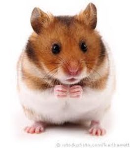 Hamster