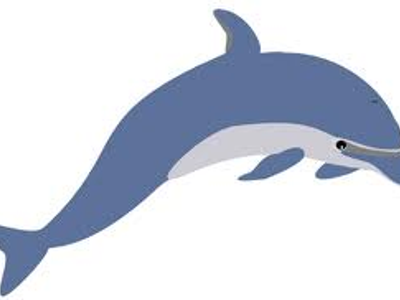 Dolphin