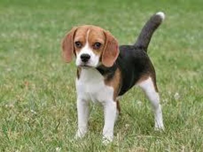 Beagle