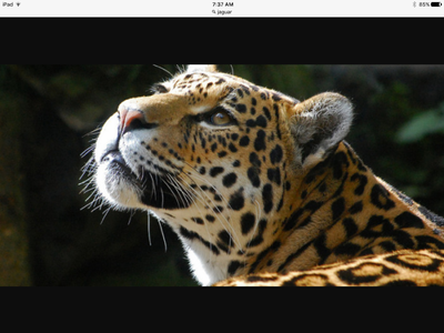 Jaguar