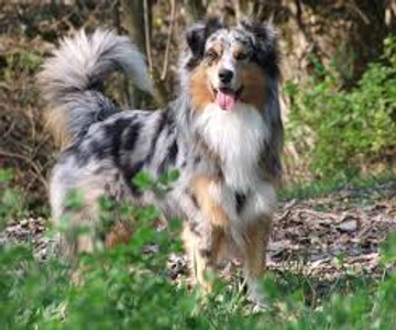 Australian shepherd