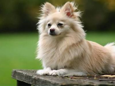 Pomeranian