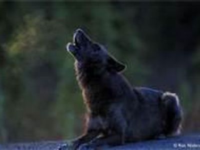 Black wolf