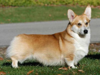 Corgi