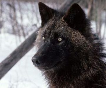 Alexander Archipelago Wolf