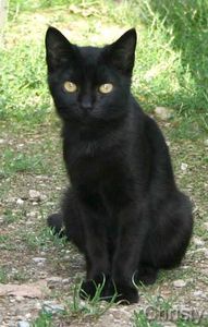 Black cat