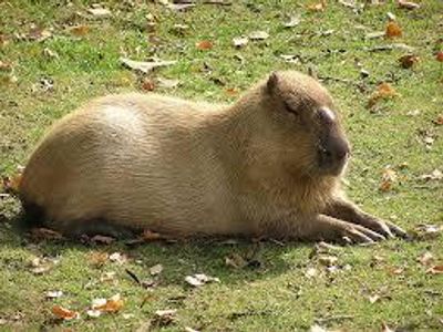 Capaybara