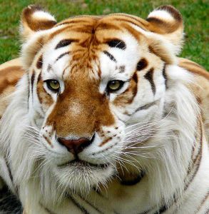 Golden Tabby Tiger