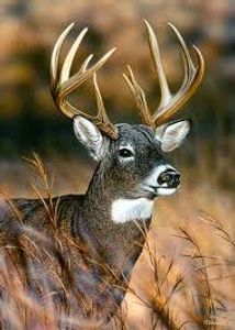 Deer