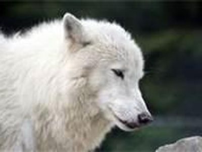 Arctic Wolf