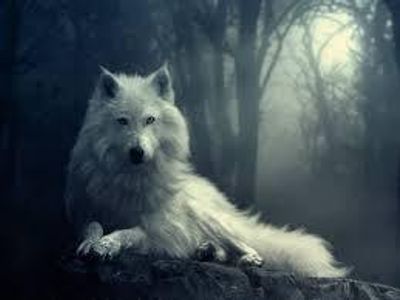 Wolf