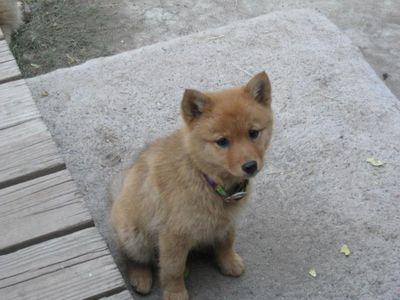 Finnish Spitz