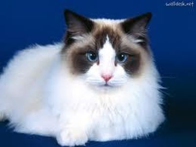 ragdoll