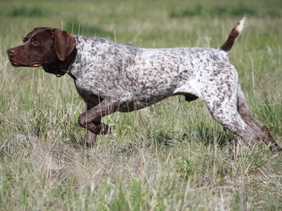 German Shorthaired Pointer