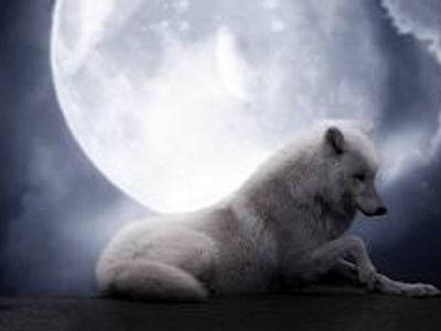 Arctic wolf