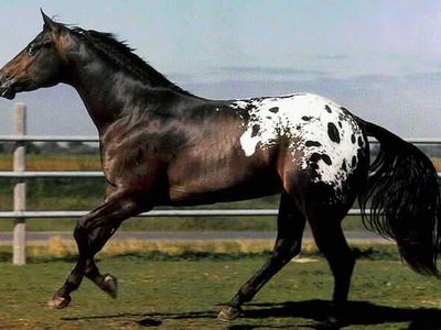 appaloosa