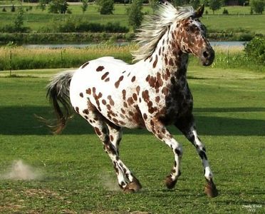 Appaloosa horse