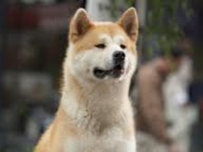 Hachi