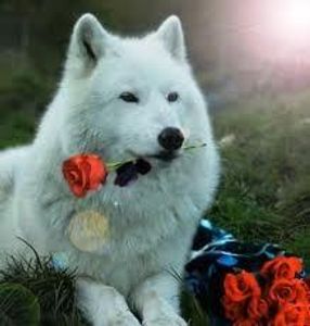 romantic wolf