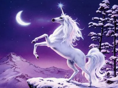 Unicorn Unicorn