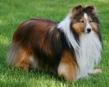 Shetland Sheepdog