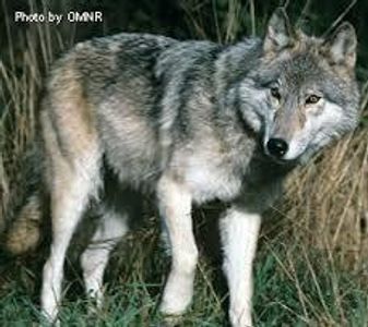 Eastern Wolf