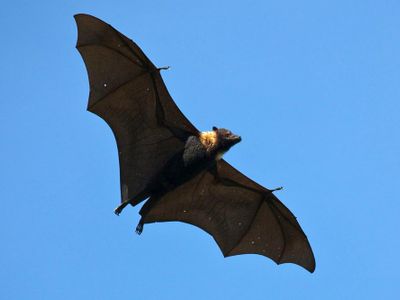 You are a Flying Fox!