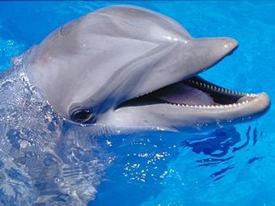 Dolphin