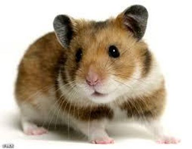 Hamster