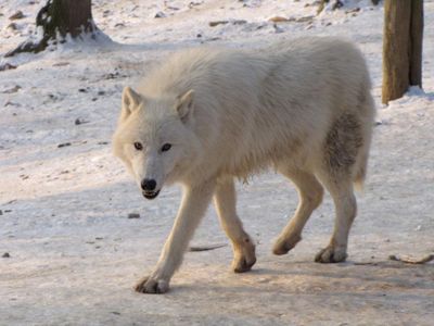 Arctic wolf