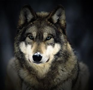 Grey wolf