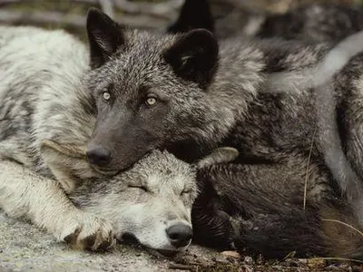 True wolf True wolf