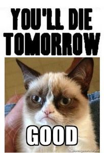 You will now live with Grumpy Cat