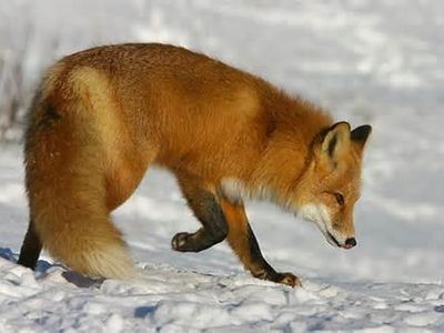 FOX!