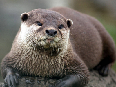 river otter: