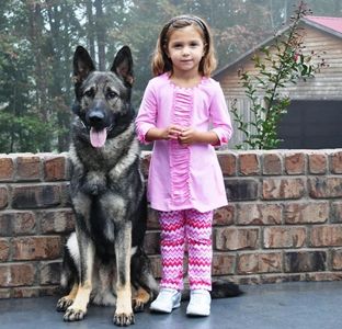 German Shepherd